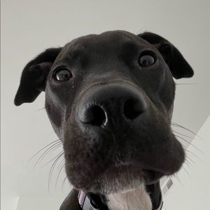 Meet your Posher, Phillip